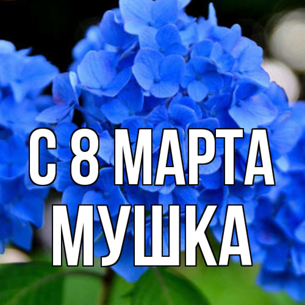 Открытка на каждый день с именем, мушка C 8 МАРТА синие цветы Прикольная открытка с пожеланием онлайн скачать бесплатно 