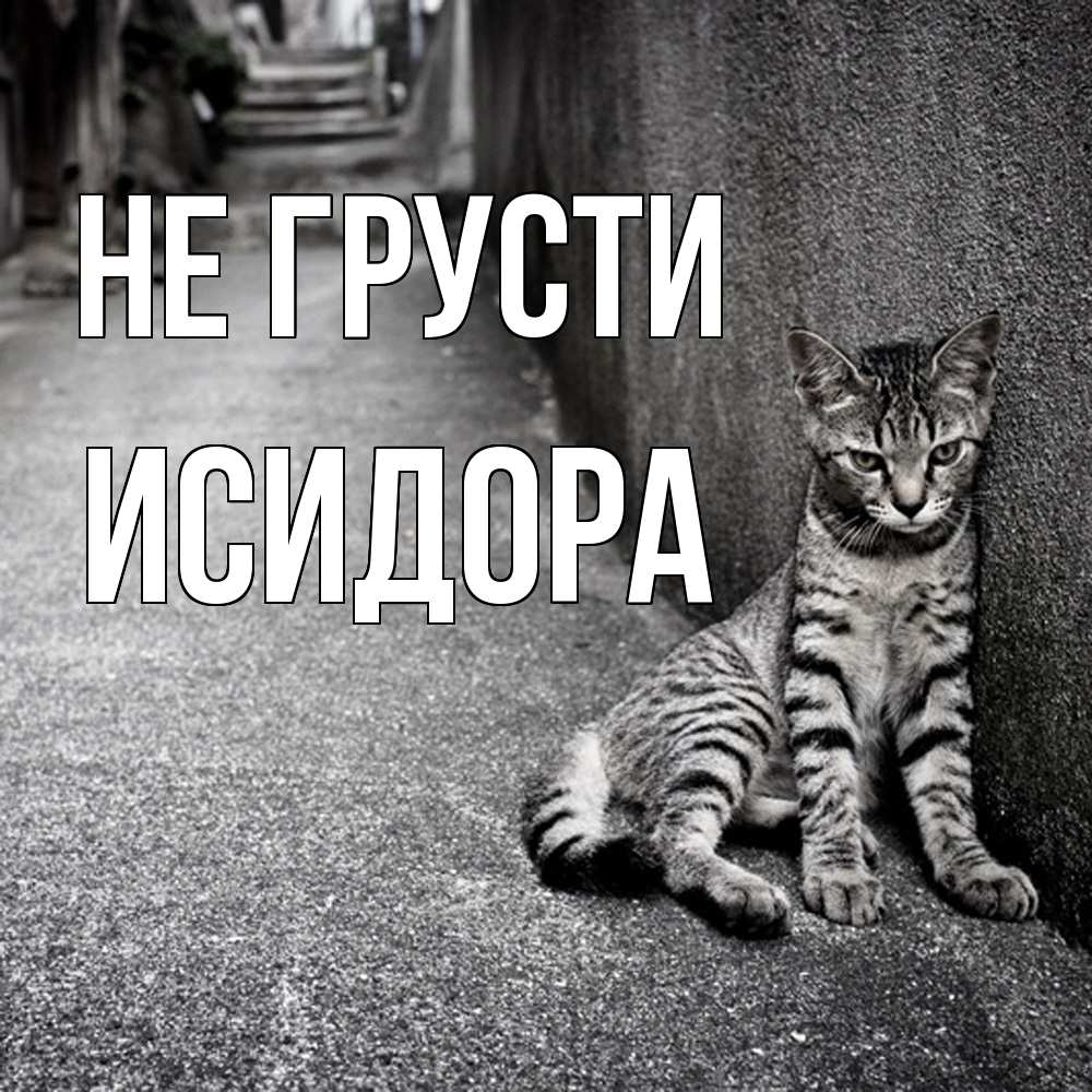 Открытка на каждый день с именем, Исидора Не грусти скучающий котик Прикольная открытка с пожеланием онлайн скачать бесплатно 