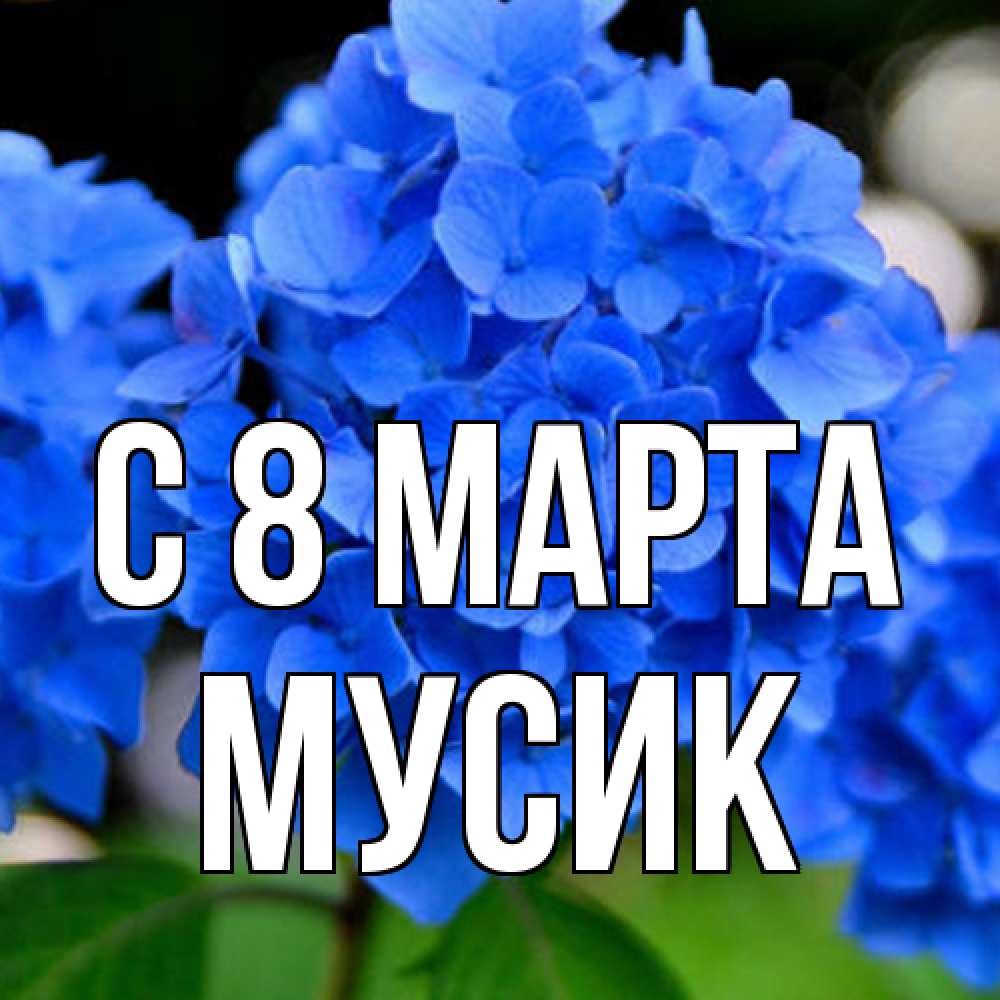 Открытка на каждый день с именем, мусик C 8 МАРТА синие цветы Прикольная открытка с пожеланием онлайн скачать бесплатно 
