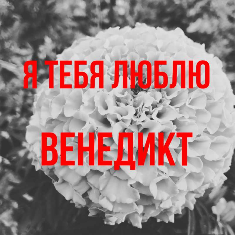 Картинка Я тебя люблю, Венедикт