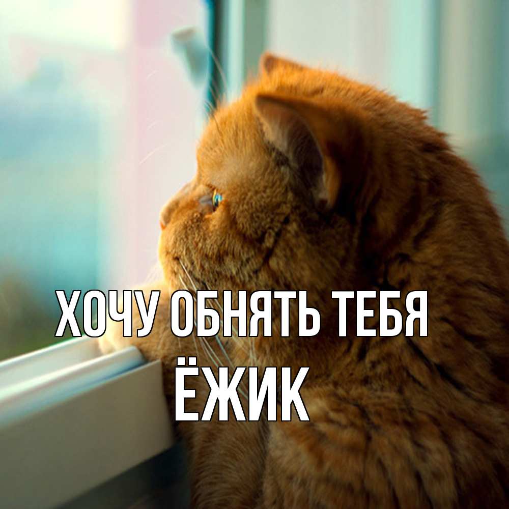 Открытка на каждый день с именем, Ёжик Хочу обнять тебя большой огромный рыжий котяра Прикольная открытка с пожеланием онлайн скачать бесплатно 