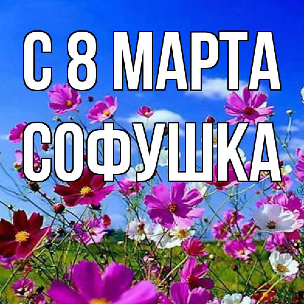 Открытка на каждый день с именем, Софушка C 8 МАРТА цветы Прикольная открытка с пожеланием онлайн скачать бесплатно 