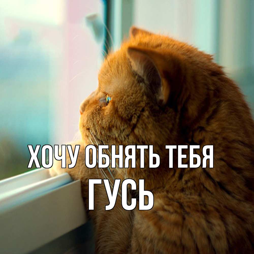 Открытка на каждый день с именем, Гусь Хочу обнять тебя большой огромный рыжий котяра Прикольная открытка с пожеланием онлайн скачать бесплатно 