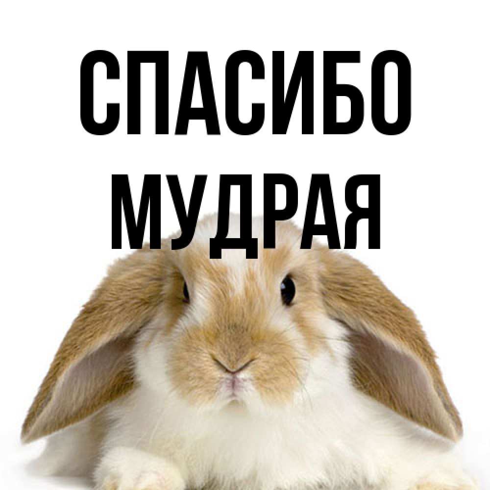 Открытка на каждый день с именем, мудрая Спасибо коричнево белый заяц Прикольная открытка с пожеланием онлайн скачать бесплатно 