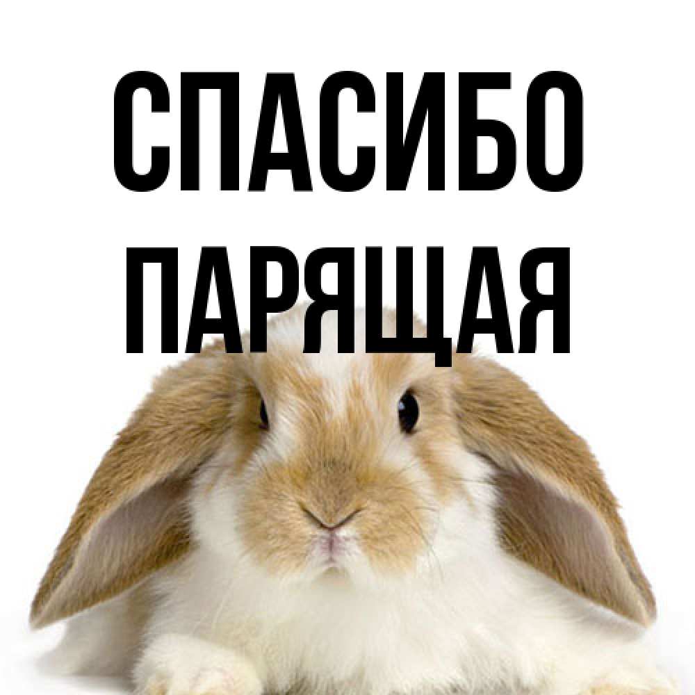 Открытка на каждый день с именем, Парящая Спасибо коричнево белый заяц Прикольная открытка с пожеланием онлайн скачать бесплатно 