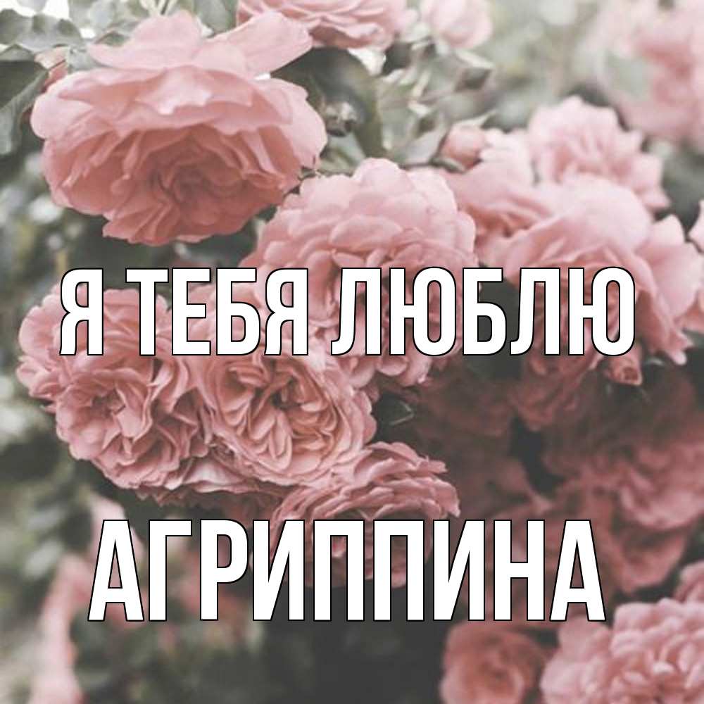 Открытка на каждый день с именем, Агриппина Я тебя люблю розы 3 Прикольная открытка с пожеланием онлайн скачать бесплатно 
