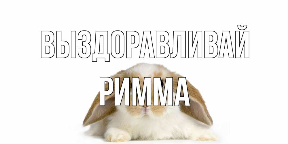 Открытка на каждый день с именем, Римма Выздоравливай вислоухий кролик белого и коричневого цвета Прикольная открытка с пожеланием онлайн скачать бесплатно 