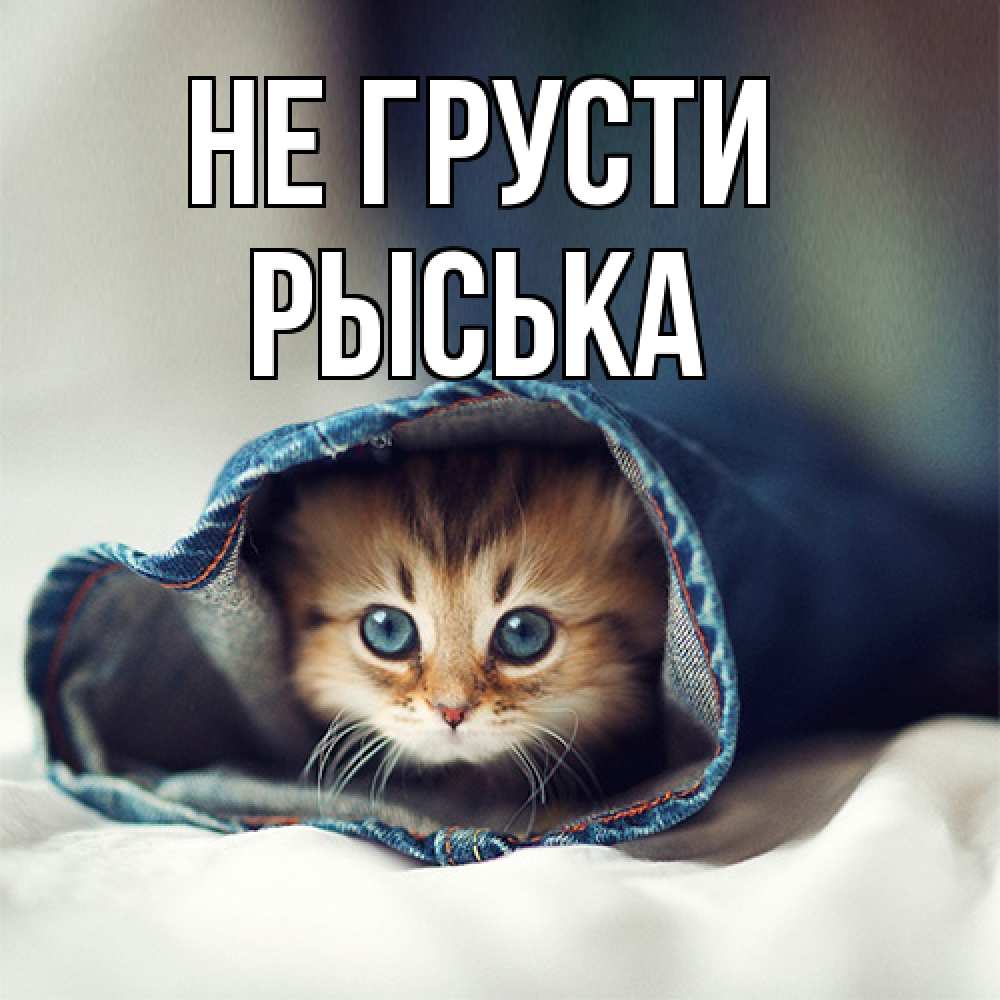 Открытка на каждый день с именем, Рыська Не грусти рыжик котик Прикольная открытка с пожеланием онлайн скачать бесплатно 