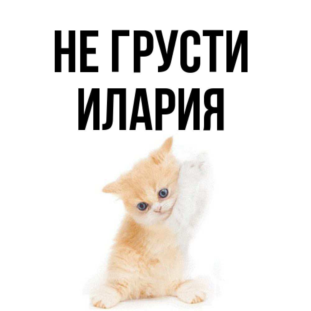 Открытка на каждый день с именем, Илария Не грусти просящий кот Прикольная открытка с пожеланием онлайн скачать бесплатно 