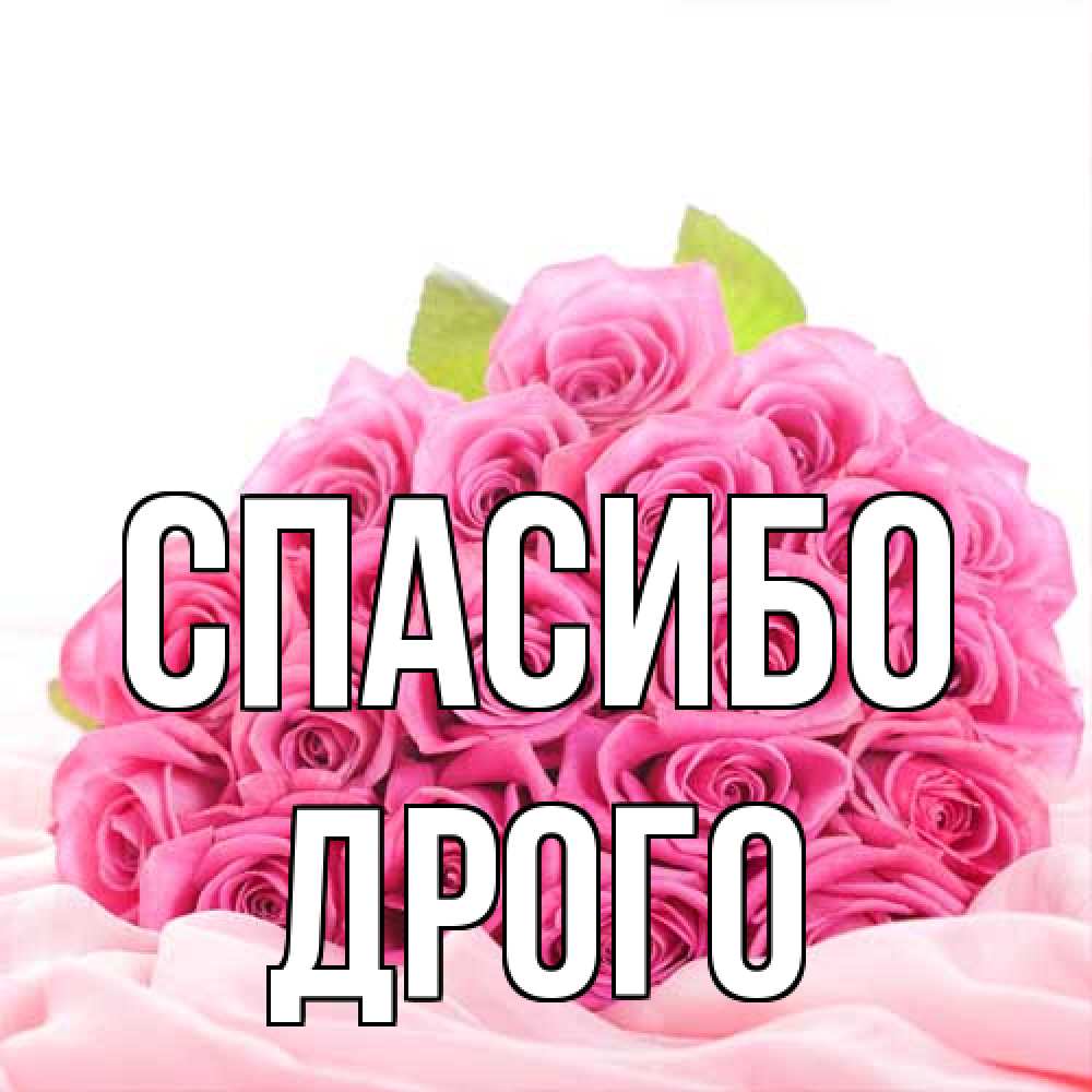 Открытка на каждый день с именем, Дрого Спасибо розовые розы с подписью Прикольная открытка с пожеланием онлайн скачать бесплатно 