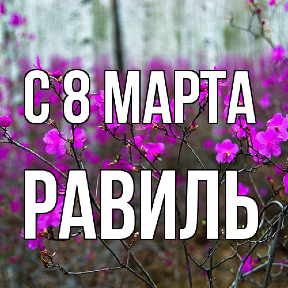 Открытка на каждый день с именем, Равиль C 8 МАРТА дикие цветы Прикольная открытка с пожеланием онлайн скачать бесплатно 