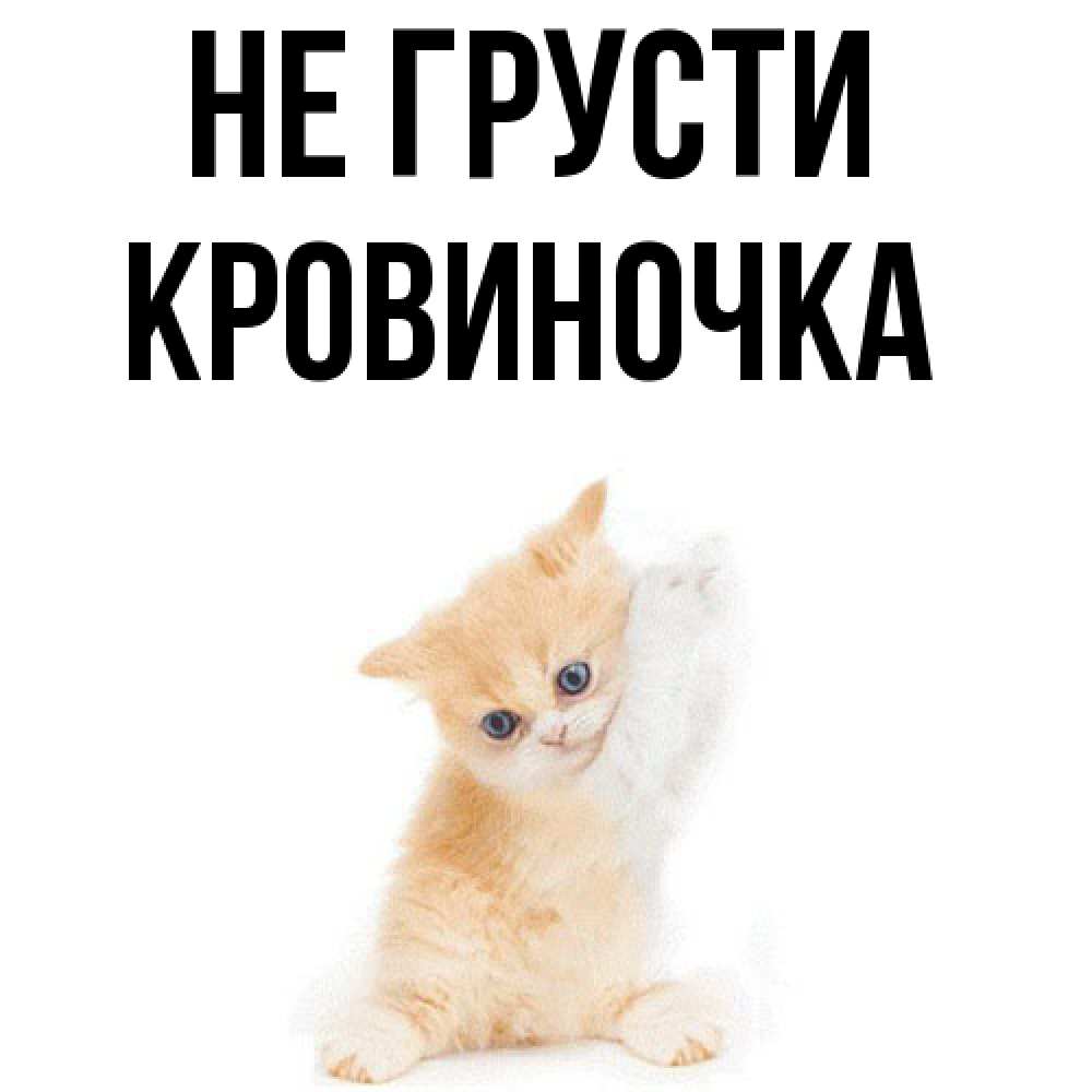 Открытка на каждый день с именем, кровиночка Не грусти просящий кот Прикольная открытка с пожеланием онлайн скачать бесплатно 