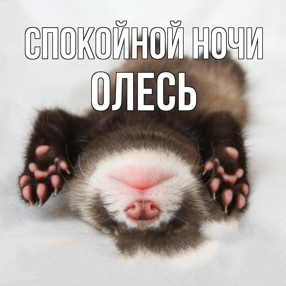 Открытка на каждый день с именем, Олесь Спокойной ночи зверек Прикольная открытка с пожеланием онлайн скачать бесплатно 