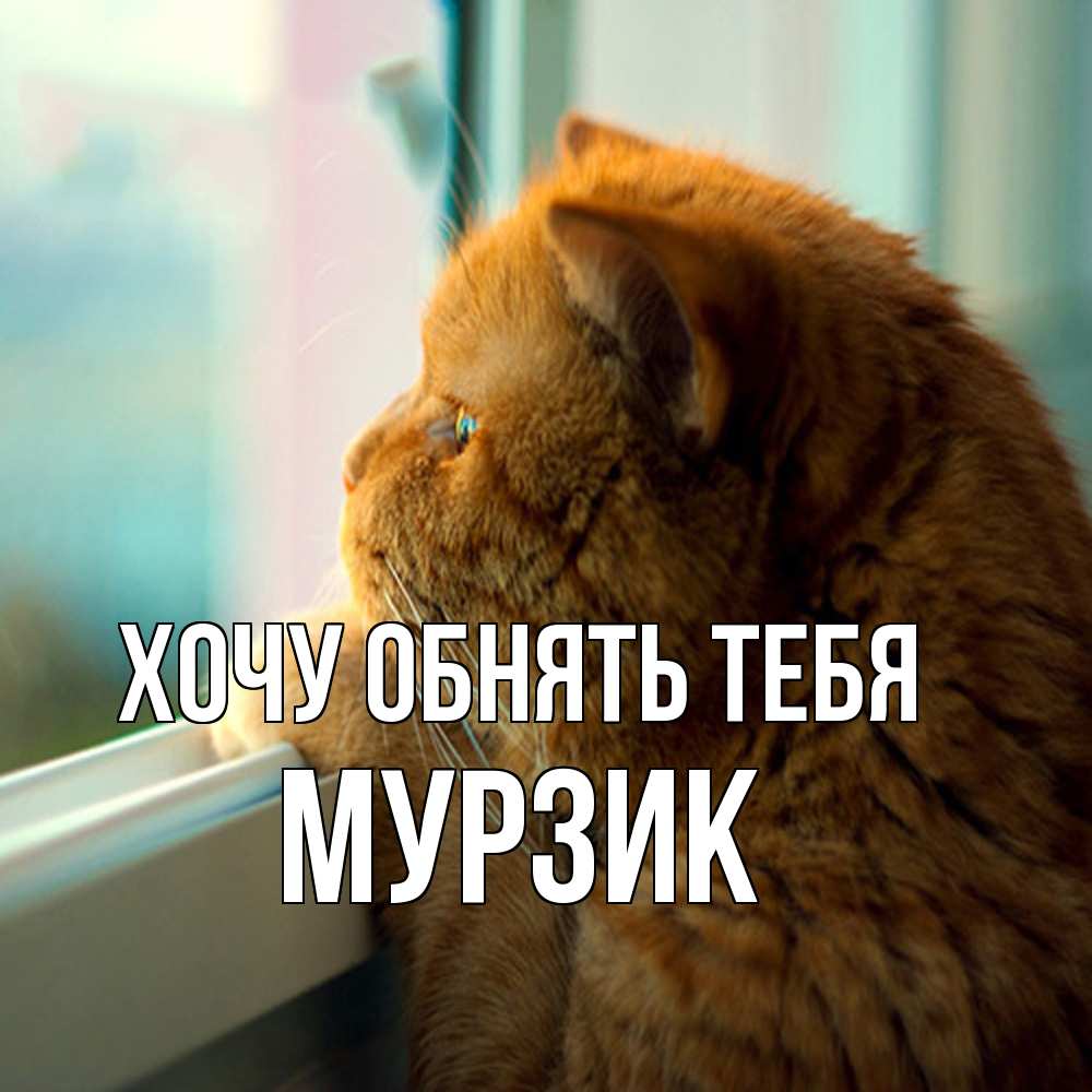 Открытка на каждый день с именем, Мурзик Хочу обнять тебя большой огромный рыжий котяра Прикольная открытка с пожеланием онлайн скачать бесплатно 