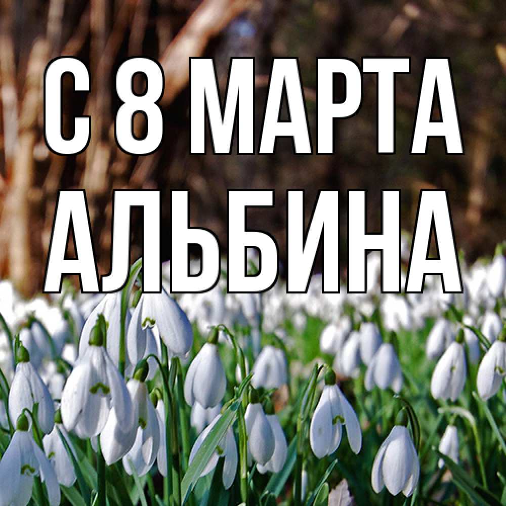 Открытка на каждый день с именем, Альбина C 8 МАРТА с подснежниками 1 Прикольная открытка с пожеланием онлайн скачать бесплатно 