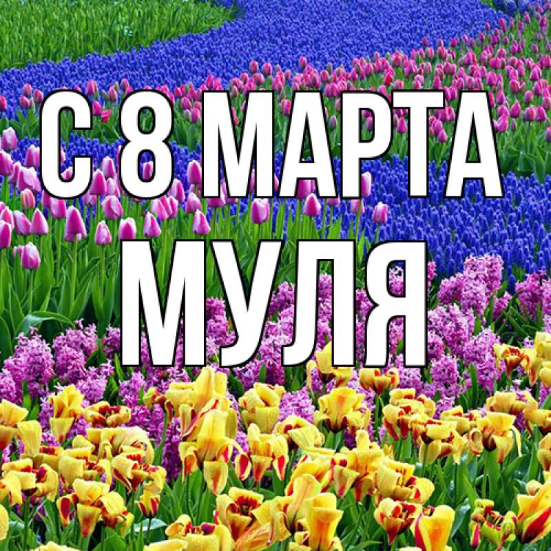 Картинка C 8 МАРТА, Муля