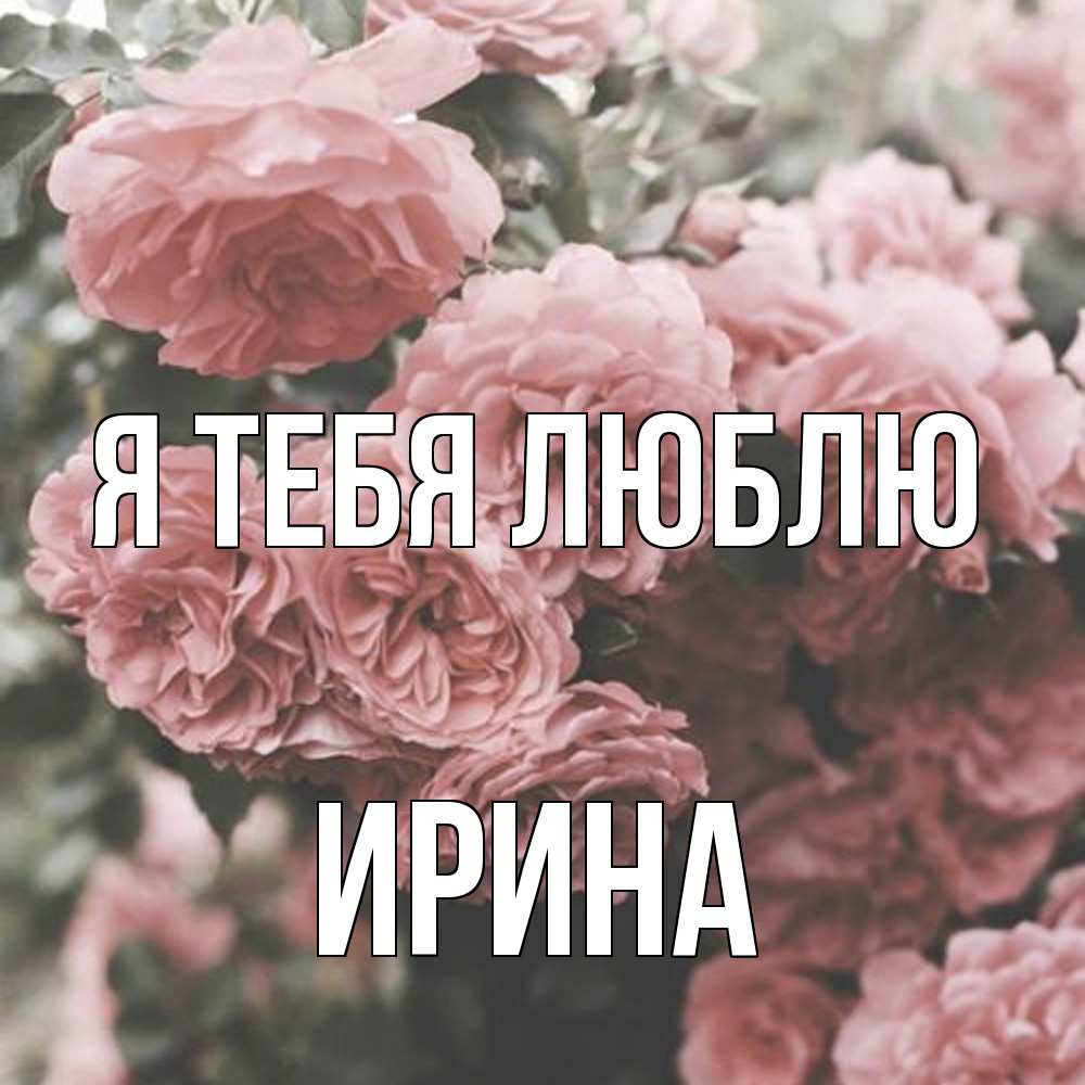 Открытка на каждый день с именем, Ирина Я тебя люблю розы 3 Прикольная открытка с пожеланием онлайн скачать бесплатно 