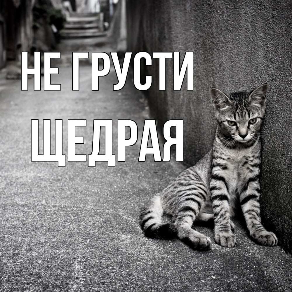 Открытка на каждый день с именем, Щедpая Не грусти скучающий котик Прикольная открытка с пожеланием онлайн скачать бесплатно 