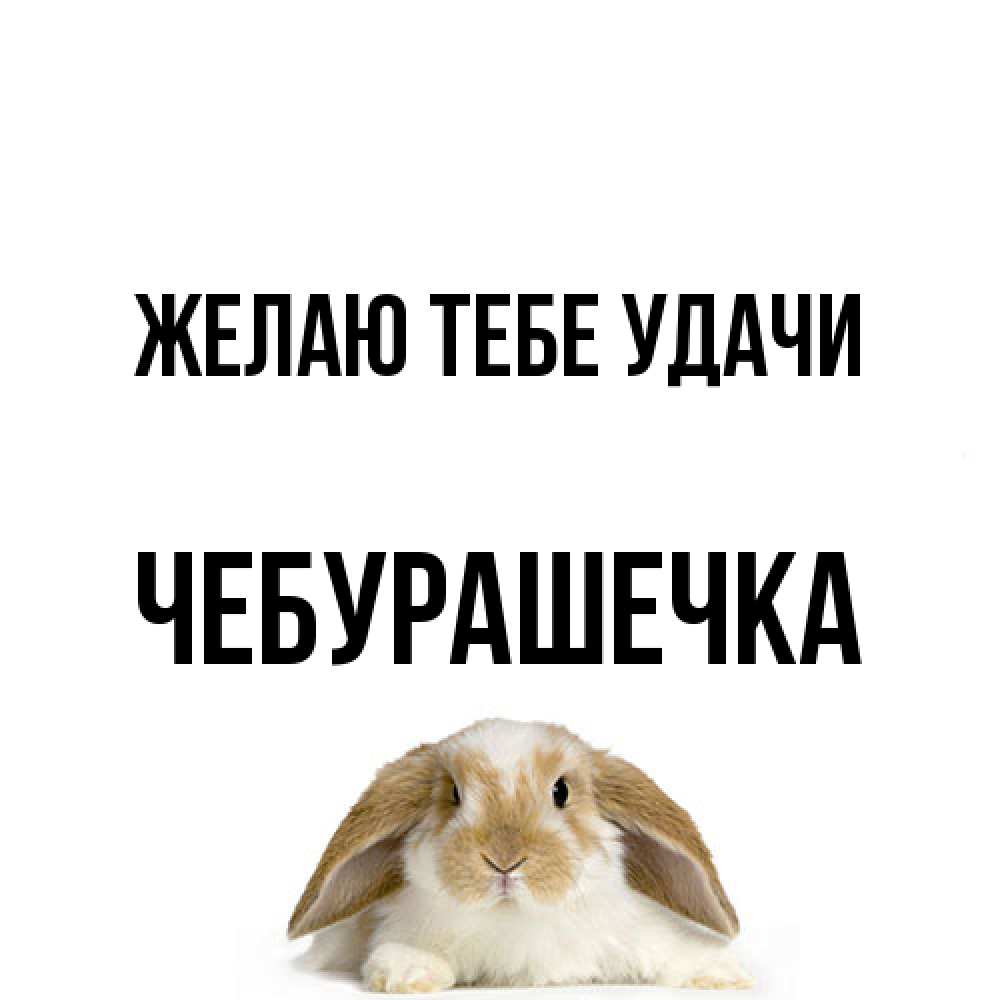Открытка на каждый день с именем, Чебурашечка Желаю тебе удачи открытки с произвольным текстом который можно вставить в открытку и создать ее самостоятельно бесплатно онлайн Прикольная открытка с пожеланием онлайн скачать бесплатно 