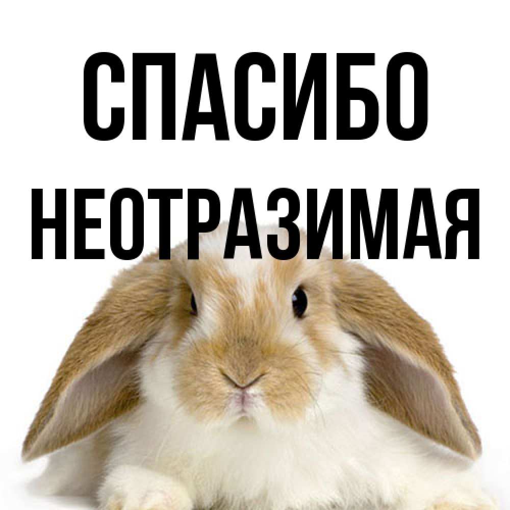Открытка на каждый день с именем, Hеотpазимая Спасибо коричнево белый заяц Прикольная открытка с пожеланием онлайн скачать бесплатно 