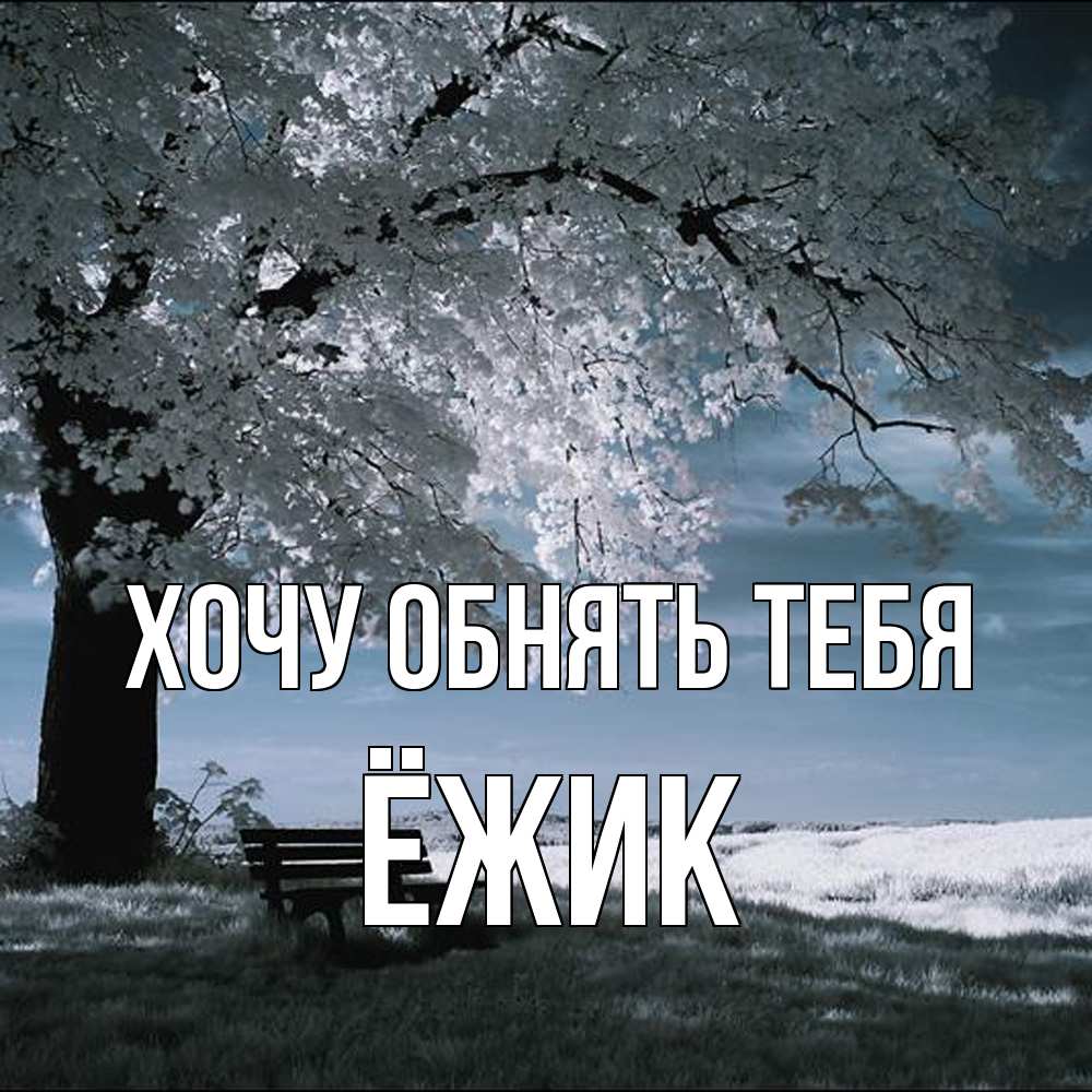 Открытка на каждый день с именем, Ёжик Хочу обнять тебя дерево Прикольная открытка с пожеланием онлайн скачать бесплатно 