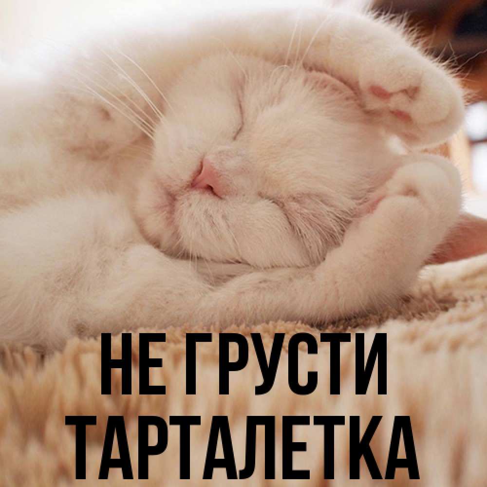 Открытка на каждый день с именем, Тарталетка Не грусти Котенок спит Прикольная открытка с пожеланием онлайн скачать бесплатно 