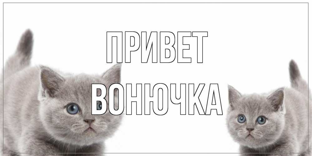 Открытка на каждый день с именем, Вонючка Привет коты Прикольная открытка с пожеланием онлайн скачать бесплатно 