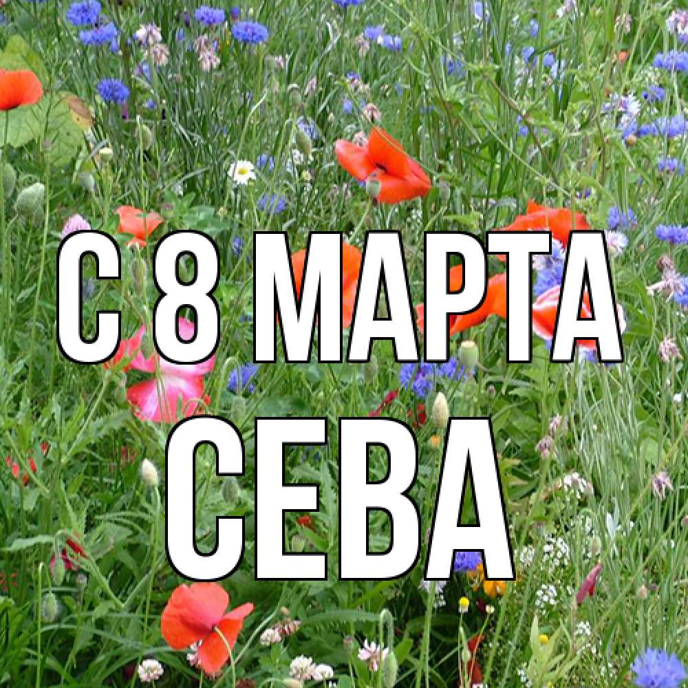 Открытка на каждый день с именем, Сева C 8 МАРТА международный женский день 4 Прикольная открытка с пожеланием онлайн скачать бесплатно 