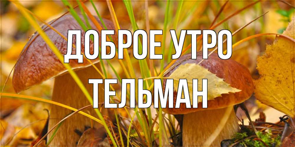 Открытка на каждый день с именем, Тельман Доброе утро осенние грибы Прикольная открытка с пожеланием онлайн скачать бесплатно 