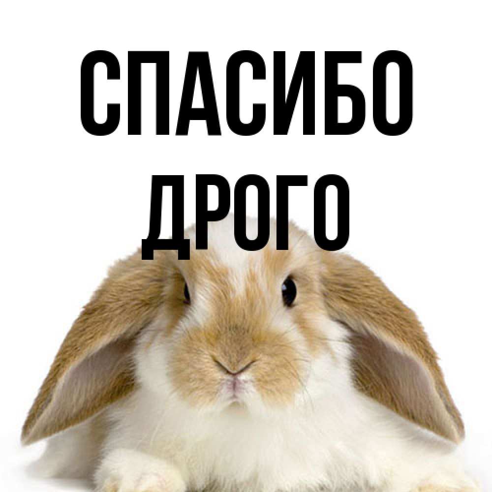 Открытка на каждый день с именем, Дрого Спасибо коричнево белый заяц Прикольная открытка с пожеланием онлайн скачать бесплатно 