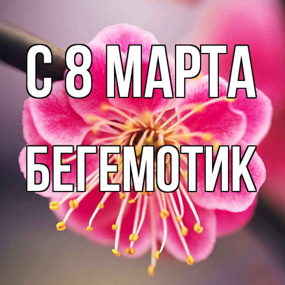 Открытка на каждый день с именем, Бегемотик C 8 МАРТА цветы Прикольная открытка с пожеланием онлайн скачать бесплатно 