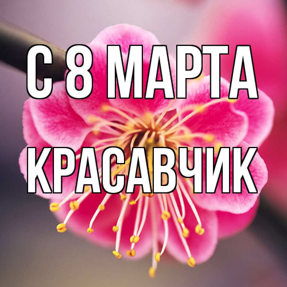 Открытка на каждый день с именем, Красавчик C 8 МАРТА цветы Прикольная открытка с пожеланием онлайн скачать бесплатно 