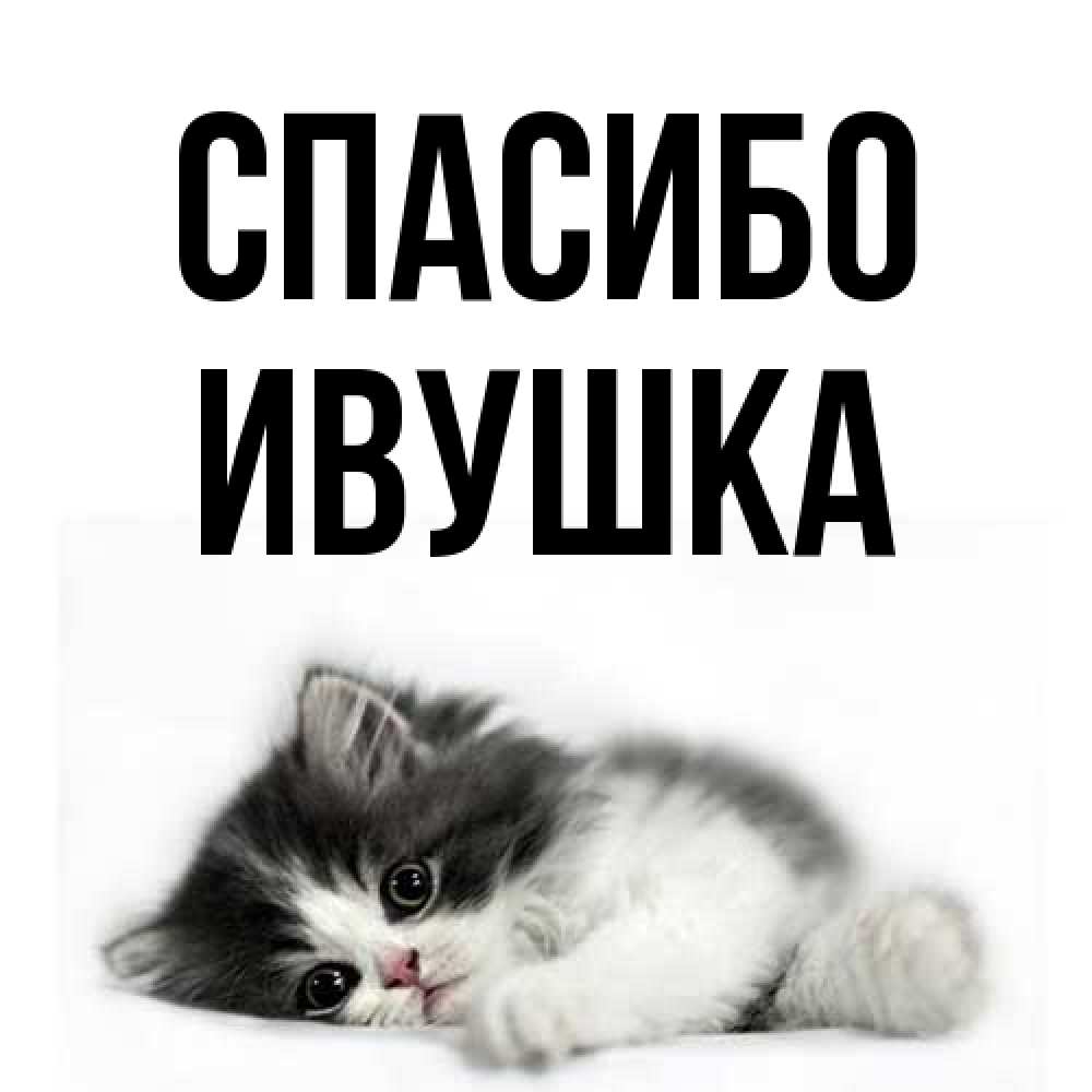 Открытка на каждый день с именем, Ивушка Спасибо черный и белый кот Прикольная открытка с пожеланием онлайн скачать бесплатно 