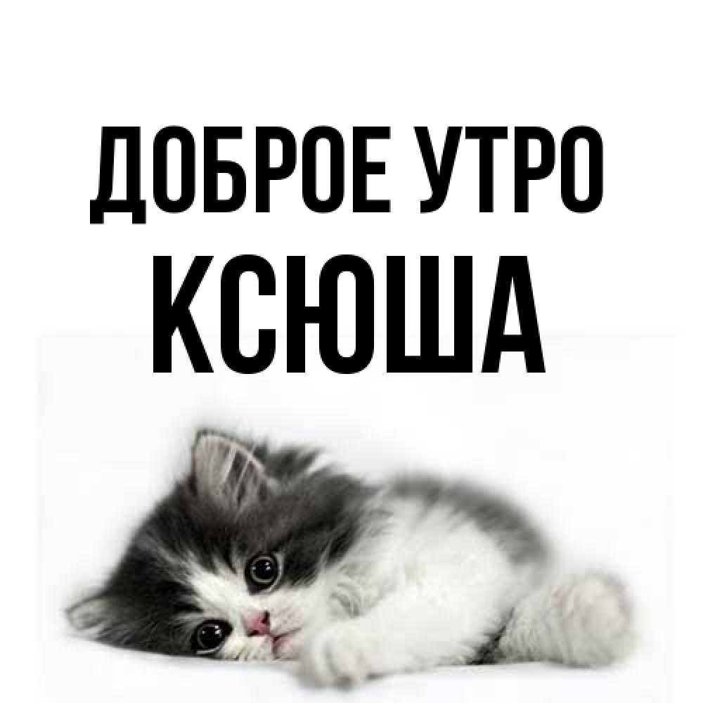 Открытка на каждый день с именем, Ксюша Доброе утро кот лапки Прикольная открытка с пожеланием онлайн скачать бесплатно 