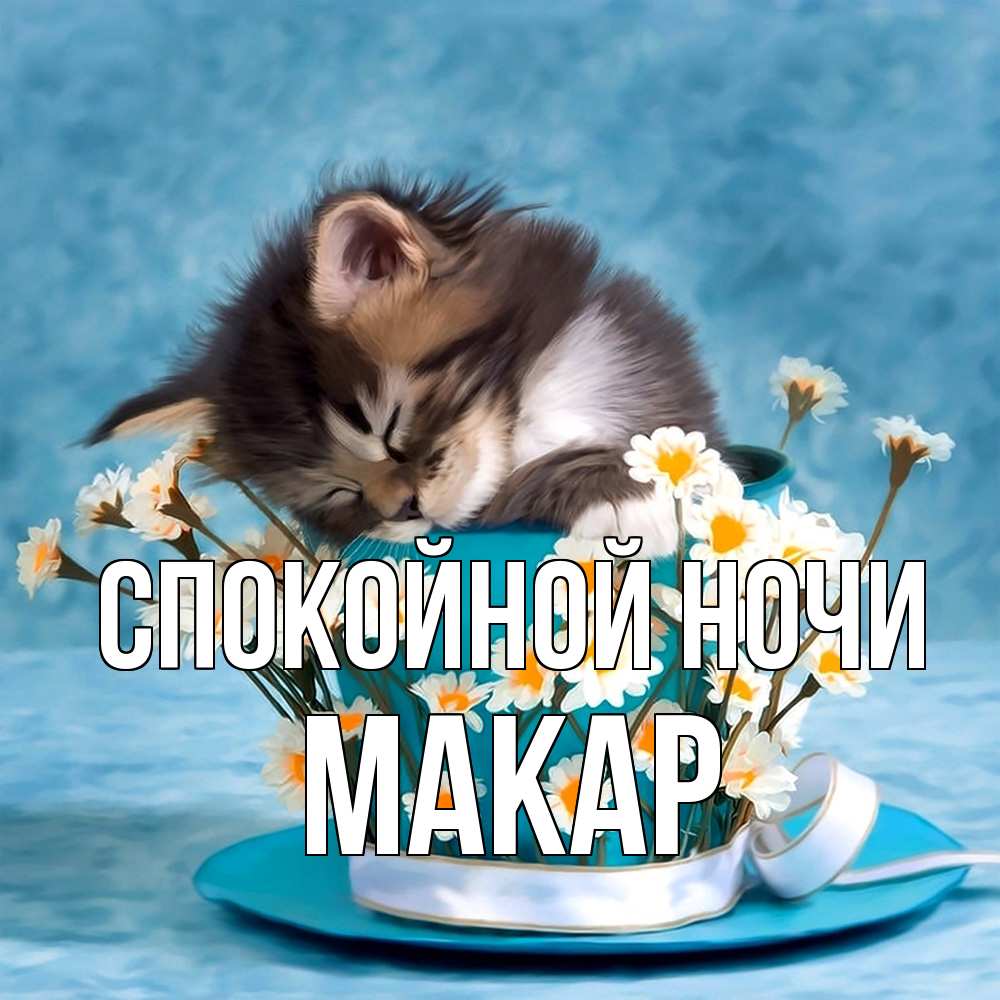 Открытка на каждый день с именем, Макар Спокойной ночи котенок спит в кружке с блюдцем Прикольная открытка с пожеланием онлайн скачать бесплатно 