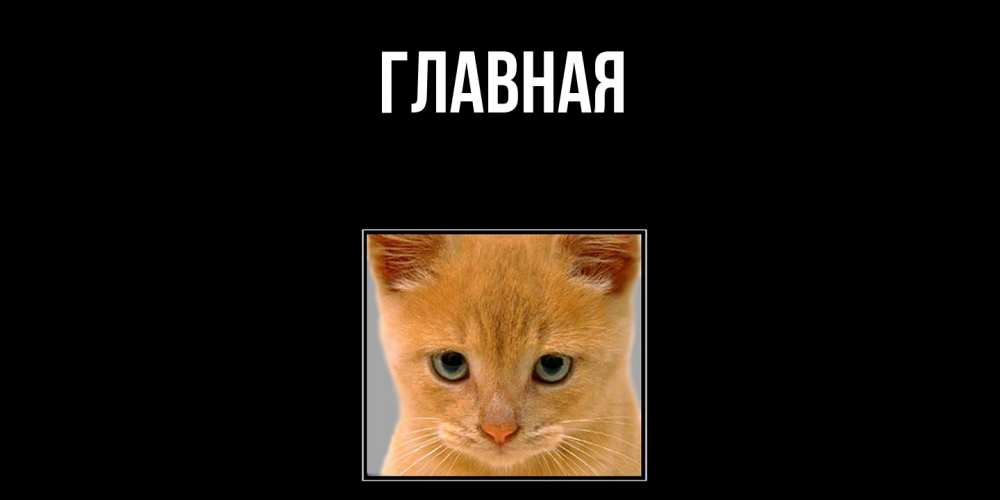 Открытка на каждый день с именем, настя Главная рыжий грустный кот просит прощения Прикольная открытка с пожеланием онлайн скачать бесплатно 