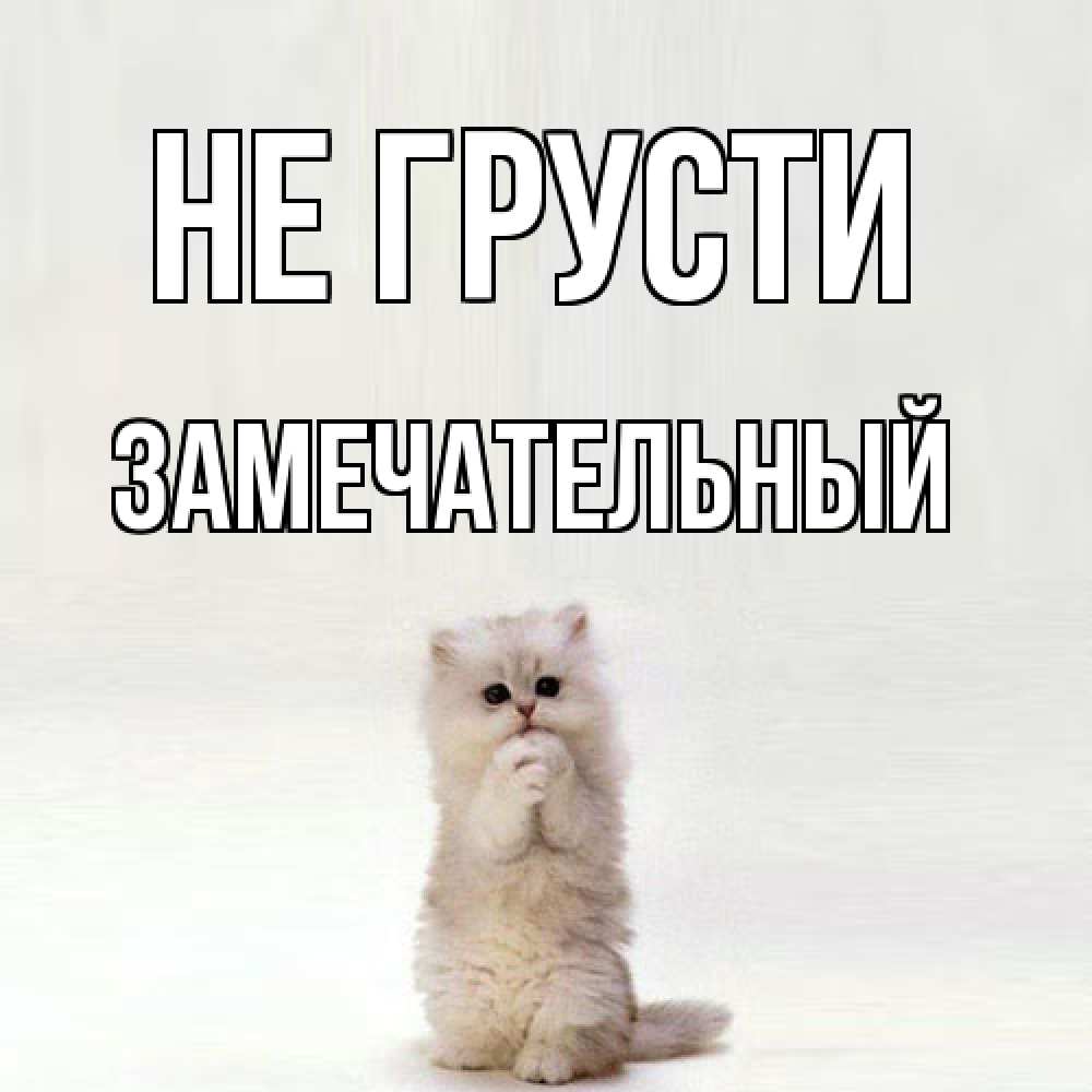 Открытка на каждый день с именем, Замечательный Не грусти грустный кот Прикольная открытка с пожеланием онлайн скачать бесплатно 