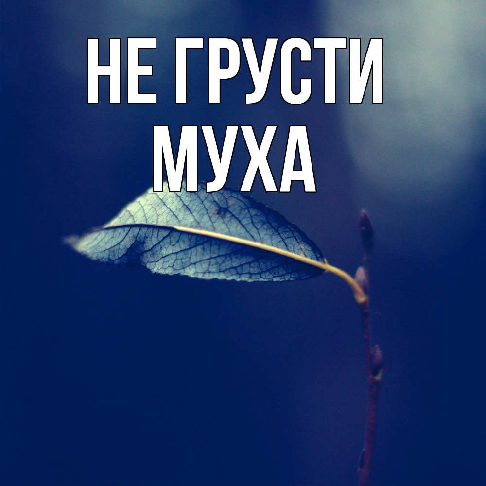 Открытка на каждый день с именем, Муха Не грусти растение Прикольная открытка с пожеланием онлайн скачать бесплатно 