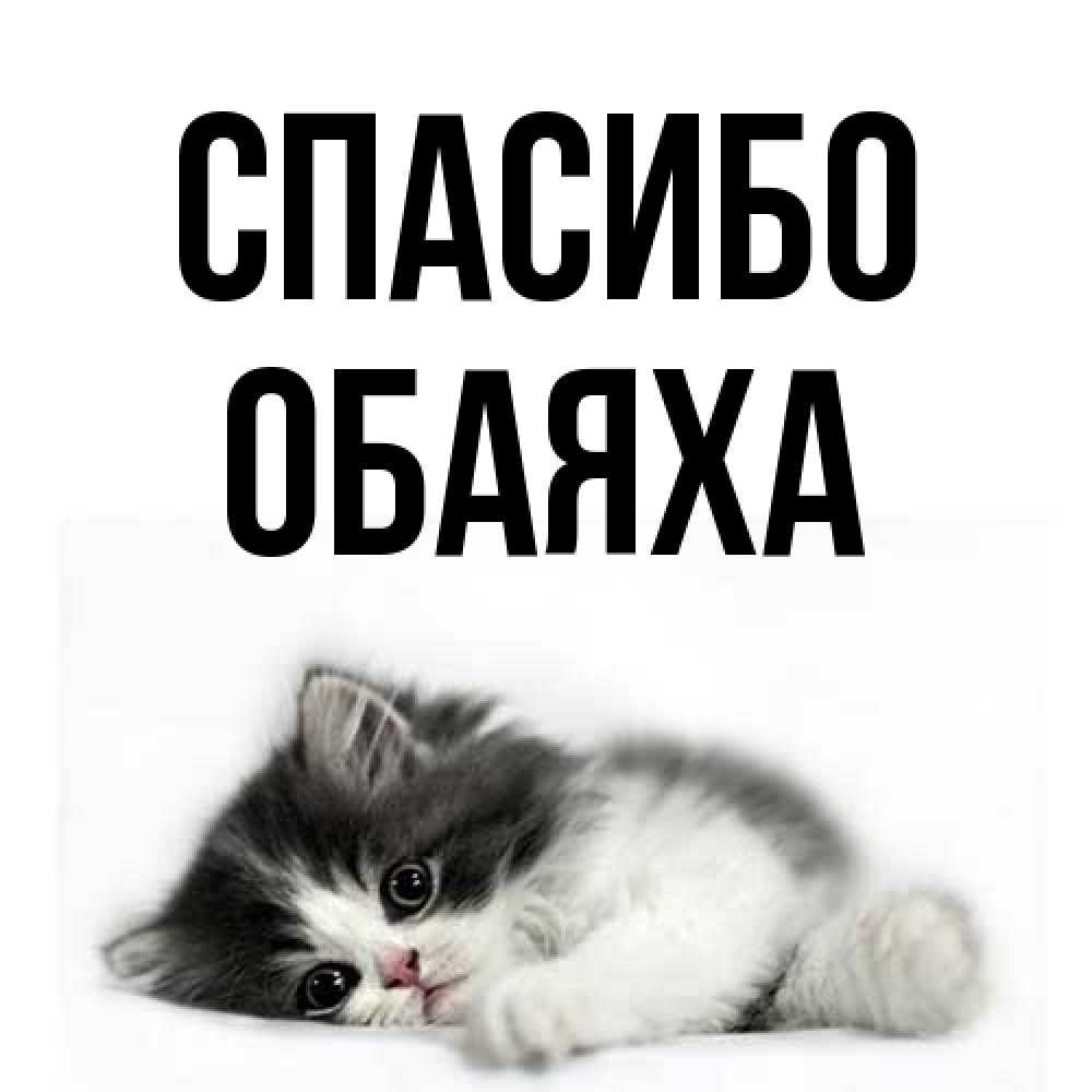 Открытка на каждый день с именем, Обаяха Спасибо черный и белый кот Прикольная открытка с пожеланием онлайн скачать бесплатно 