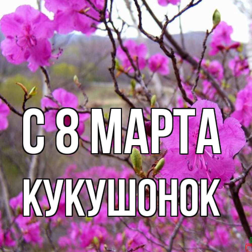 Открытка на каждый день с именем, кукушонок C 8 МАРТА международный женский день Прикольная открытка с пожеланием онлайн скачать бесплатно 