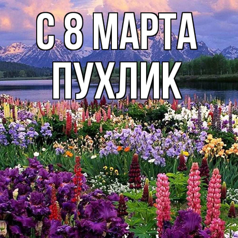 Открытка на каждый день с именем, пухлик C 8 МАРТА международный женский день Прикольная открытка с пожеланием онлайн скачать бесплатно 
