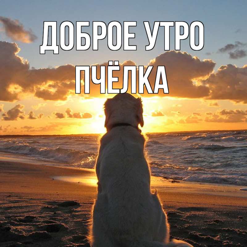 Картинка Доброе утро, Пчёлка