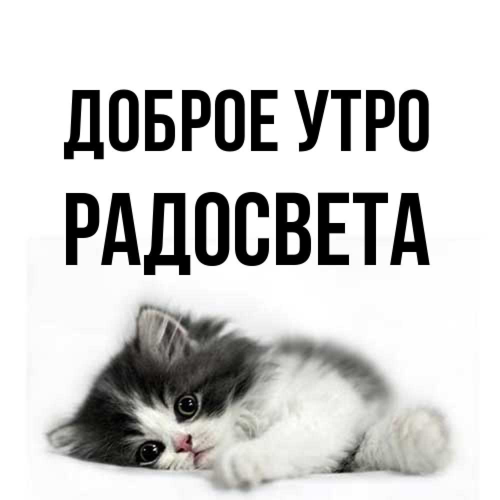 Открытка на каждый день с именем, Радосвета Доброе утро кот лапки Прикольная открытка с пожеланием онлайн скачать бесплатно 