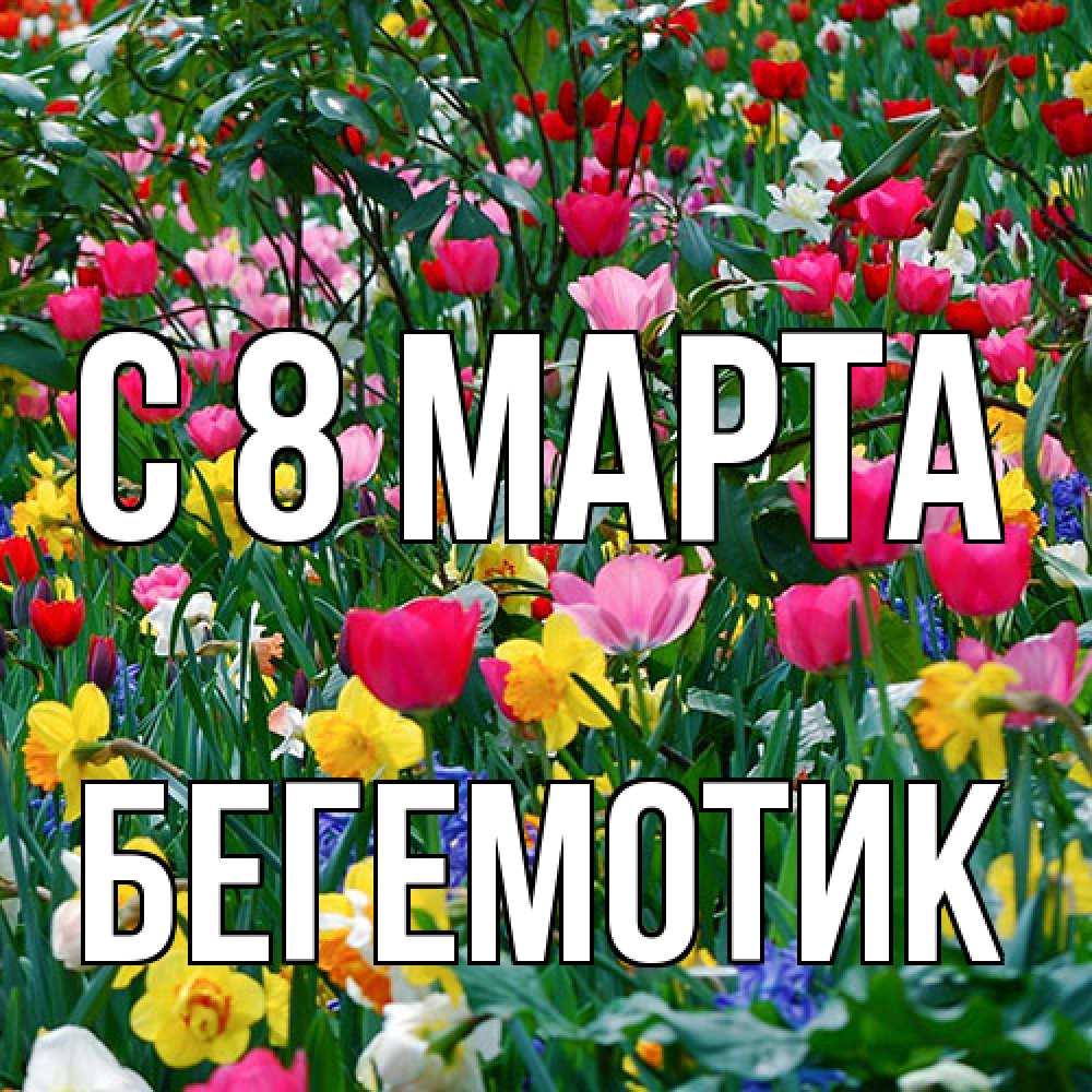 Открытка на каждый день с именем, Бегемотик C 8 МАРТА с международным женским днем поздравления для женщины Прикольная открытка с пожеланием онлайн скачать бесплатно 