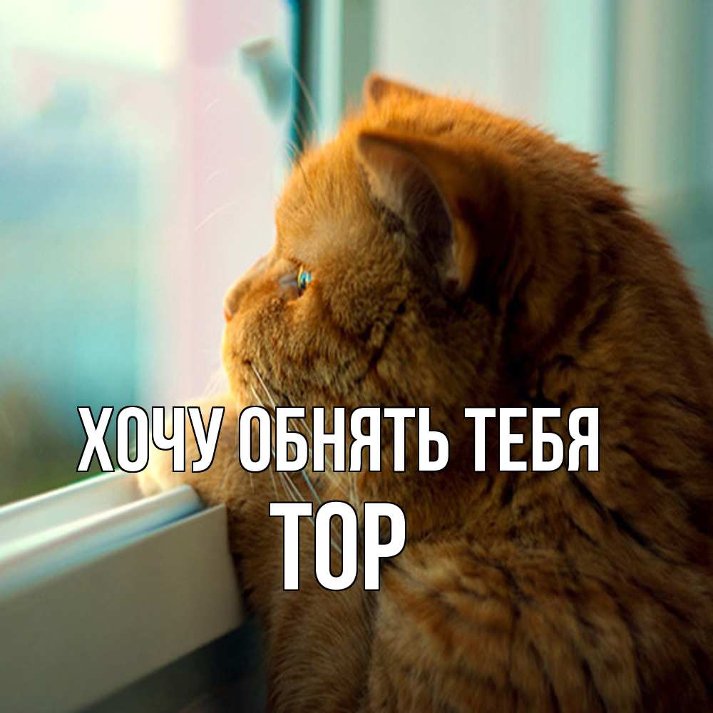 Открытка на каждый день с именем, Тор Хочу обнять тебя большой огромный рыжий котяра Прикольная открытка с пожеланием онлайн скачать бесплатно 