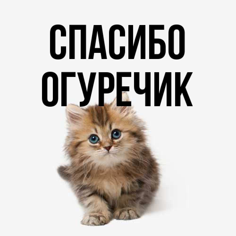 Открытка на каждый день с именем, Огуречик Спасибо пушистый котик Прикольная открытка с пожеланием онлайн скачать бесплатно 