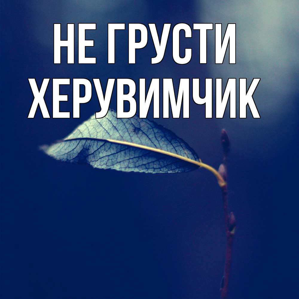 Открытка на каждый день с именем, Хеpувимчик Не грусти растение Прикольная открытка с пожеланием онлайн скачать бесплатно 