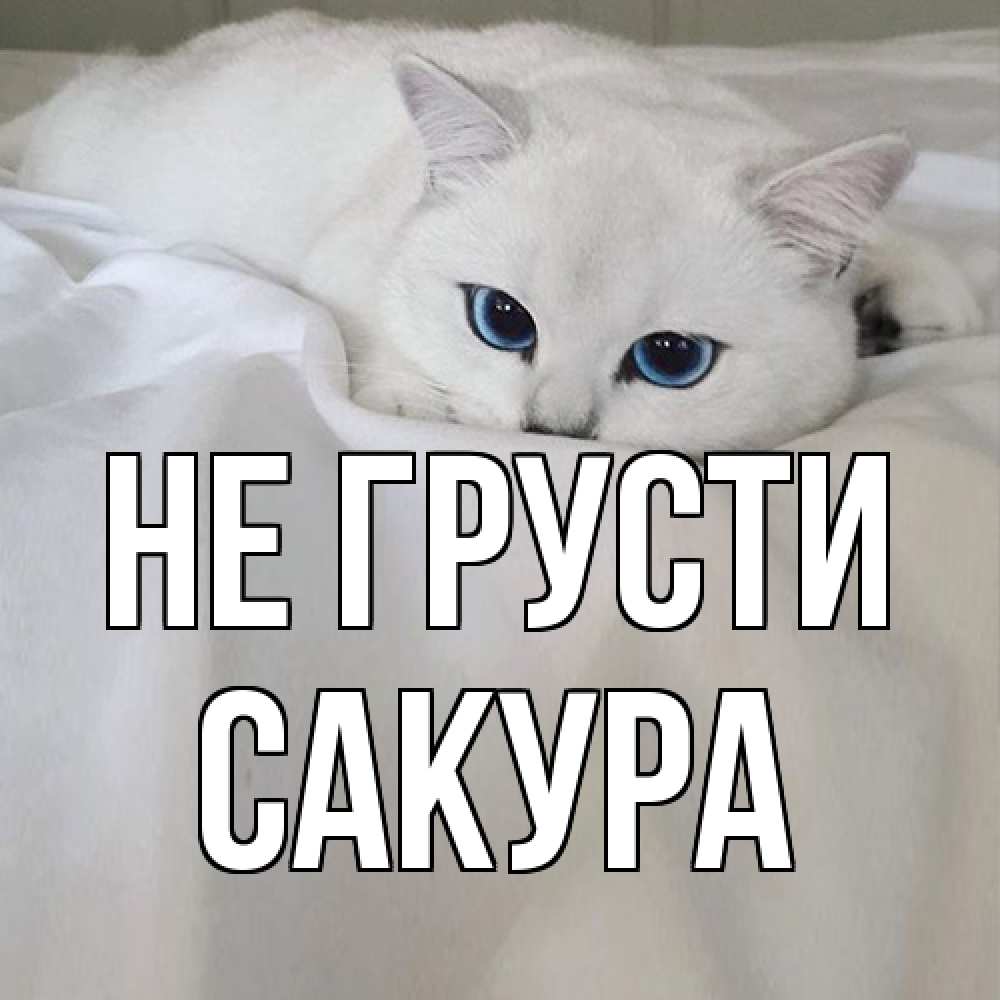 Открытка на каждый день с именем, Сакура Не грусти белый кот с голубыми глазами на белоснежной кровати Прикольная открытка с пожеланием онлайн скачать бесплатно 
