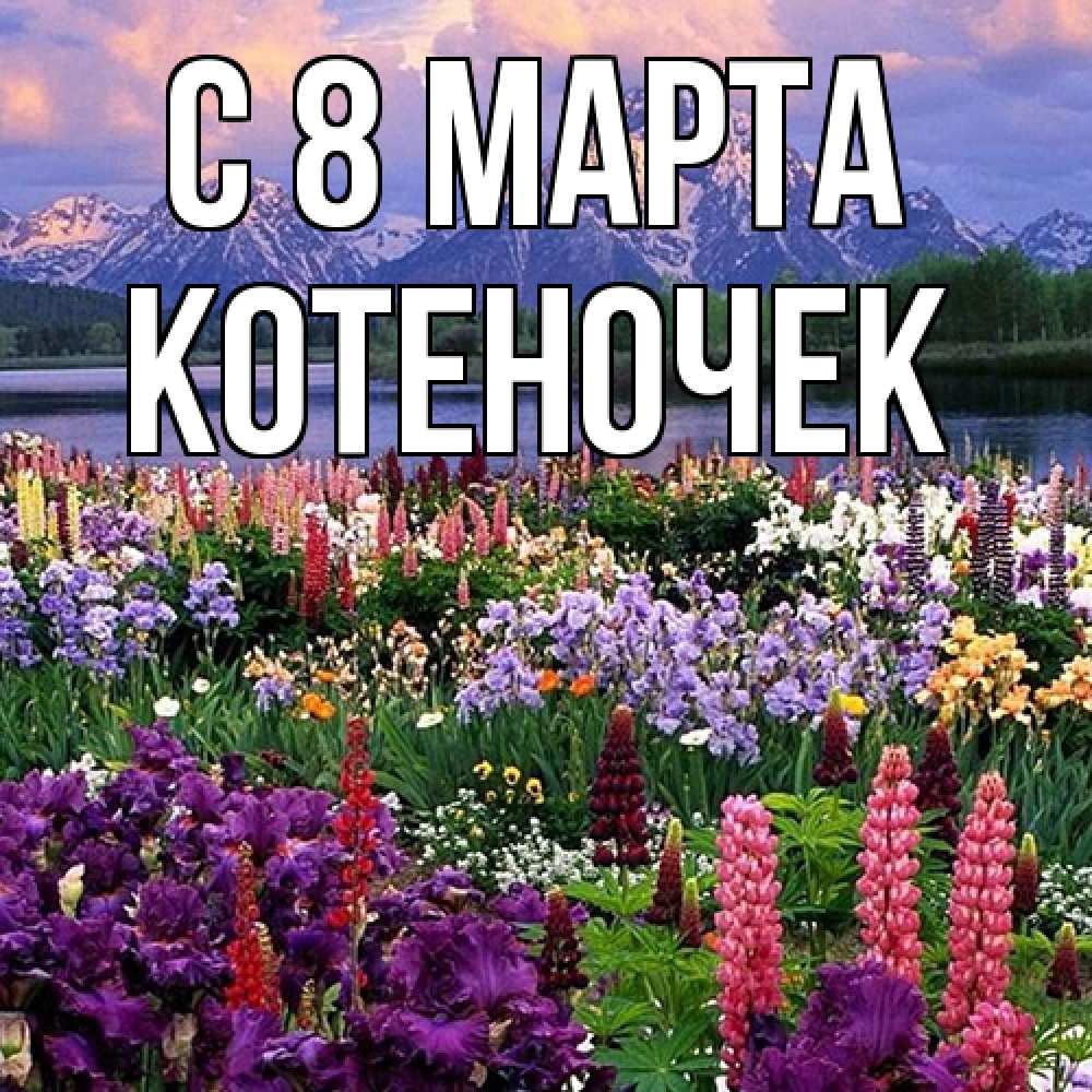 Открытка на каждый день с именем, Котеночек C 8 МАРТА международный женский день Прикольная открытка с пожеланием онлайн скачать бесплатно 