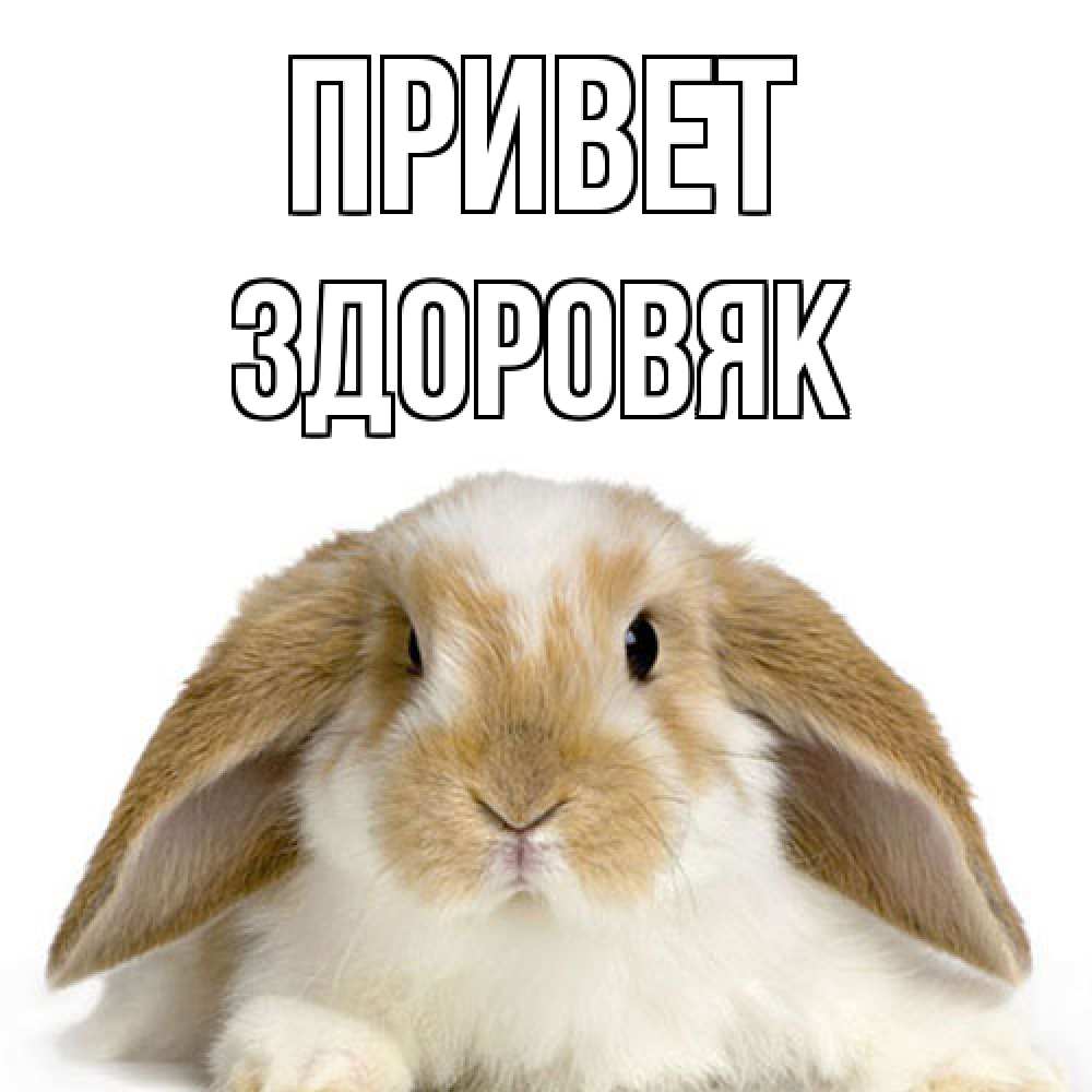 Открытка на каждый день с именем, Здоровяк Привет с животными Прикольная открытка с пожеланием онлайн скачать бесплатно 